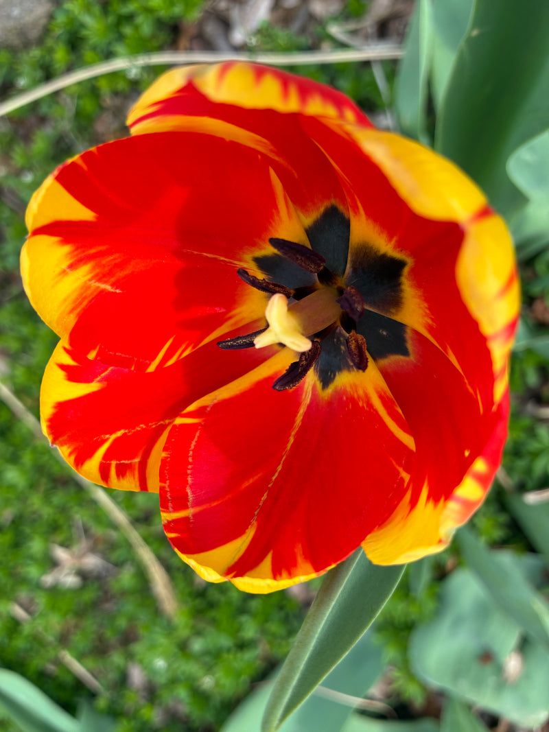 Homegrown Flower Bouquets of the Week