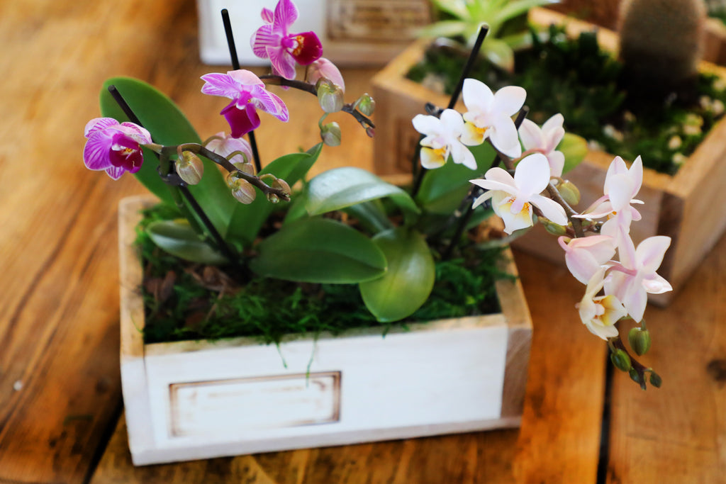 Any Occassion Sweets & Florals Gift Box